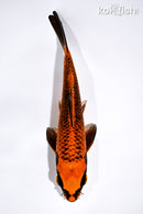 6.75" ORENJI MATSUBA