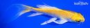 6.25" YAMABUKI OGON BUTTERFLY