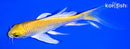 6.25" YAMABUKI OGON BUTTERFLY