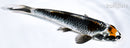 6.5" BENI GINGA