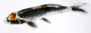 6.5" BENI GINGA