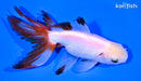 5.25" FANTAIL GOLDFISH