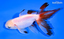 5.25" FANTAIL GOLDFISH
