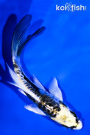 5.25" KIN KIKOKURYU BUTTERFLY