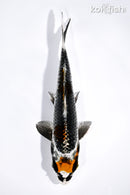 6.5" BENI GINGA