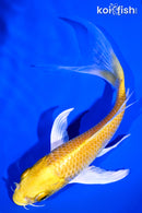 6.25" YAMABUKI OGON BUTTERFLY