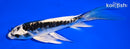 6" KIKOKURYU BUTTERFLY