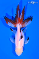 5.25" FANTAIL GOLDFISH