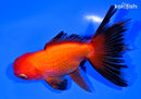 4.75" ORANDA GOLDFISH