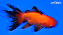 4.75" ORANDA GOLDFISH