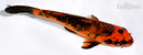 6.25" ORENJI MATSUBA
