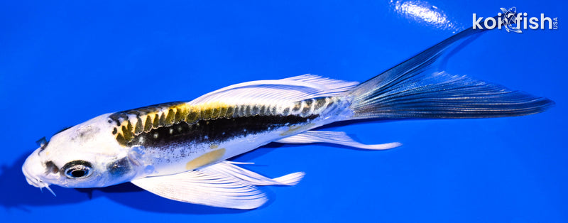 5.25" KIN KIKOKURYU BUTTERFLY
