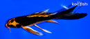 5.25" ORENJI MATSUBA BUTTERFLY