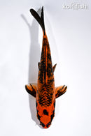 6.25" ORENJI MATSUBA