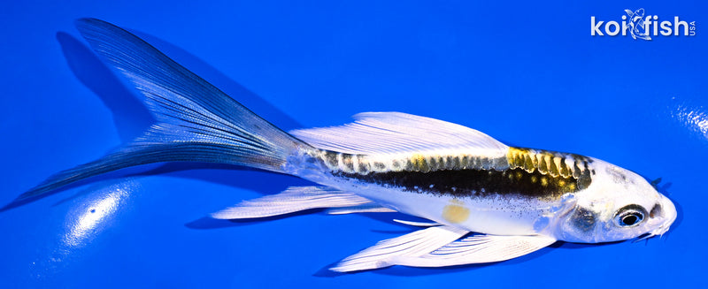 5.25" KIN KIKOKURYU BUTTERFLY