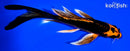 5.25" ORENJI MATSUBA BUTTERFLY