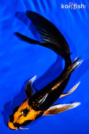 5.25" ORENJI MATSUBA BUTTERFLY