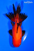 4.75" ORANDA GOLDFISH