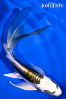 5.25" KIN KIKOKURYU BUTTERFLY