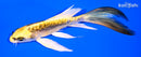 5.75" KIN KIKOKURYU BUTTERFLY