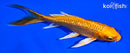 5" GINRIN ORENJI OGON BUTTERFLY