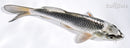 6.75" GIN MATSUBA