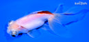 5" TELESCOPE FANTAIL GOLDFISH
