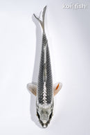 6.75" GIN MATSUBA