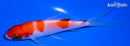 5" KOHAKU BUTTERFLY