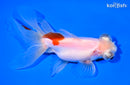 5" TELESCOPE FANTAIL GOLDFISH