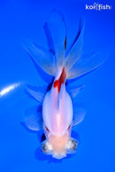 5" TELESCOPE FANTAIL GOLDFISH