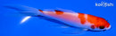 5" KOHAKU BUTTERFLY