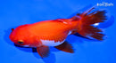 5.75" ORANDA GOLDFISH
