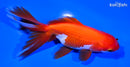 5.75" ORANDA GOLDFISH