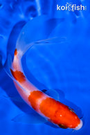 5" KOHAKU BUTTERFLY