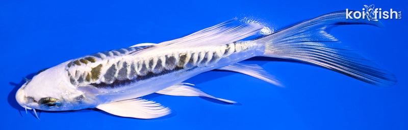 5.75" KIN KIKOKURYU BUTTERFLY