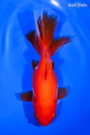 5.75" ORANDA GOLDFISH