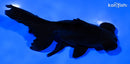 4.75" TELESCOPE FANTAIL GOLDFISH