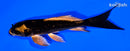 5.25" KABUTO BUTTERFLY