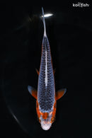 5.75" ASAGI
