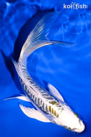 5.75" KIN KIKOKURYU BUTTERFLY