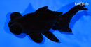 4.75" TELESCOPE FANTAIL GOLDFISH