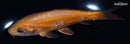 5.5" DOITSU METALLIC CHAGOI