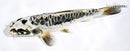 6" KIKOKURYU
