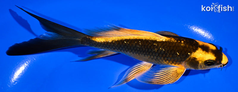 5.75" GINNRIN ORENJI MATSUBA BUTTERFLY