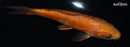 5.5" DOITSU METALLIC CHAGOI