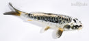 6" KIKOKURYU