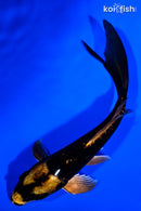 5.25" KABUTO BUTTERFLY