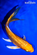 5" GINRIN ORENJI OGON BUTTERFLY