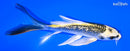 5.75" GINRIN KI MATSUBA BUTTERFLY